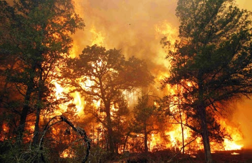 Cảnh báo nguy cơ cháy rừng khu vực phía Nam (25/2/2020)